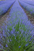 Rows of blooming purple lavender