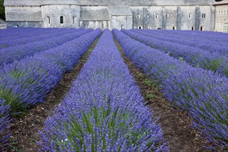 Rows of blooming purple lavender in front of Cistercian abbey Abbaye Notre-Dame de Senanque