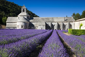 Cistercian abbey Abbaye Notre-Dame de Senanque with lavender field