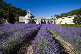 Cistercian abbey Abbaye Notre-Dame de Senanque with lavender field