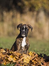 Boxer puppy sitting in autumn leaves