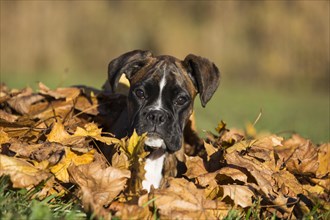 Boxer puppy lying in autumn leaves