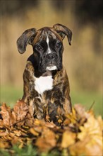 Boxer puppy sitting in autumn leaves