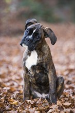 Boxer puppy sitting in autumn leaves