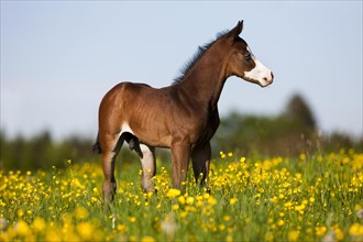 Paint Horse