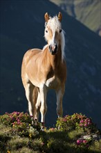 Haflinger on the mountain pasture