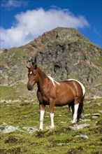 Pinto warmblood in the alps