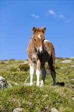 Shetland pony foal in the alps