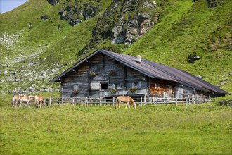 Haflinger horses in front of mountain hut on pasture