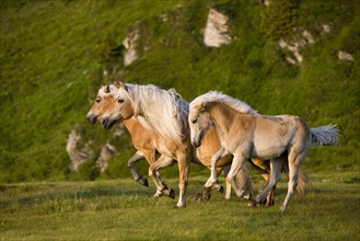Haflinger horses on pasture