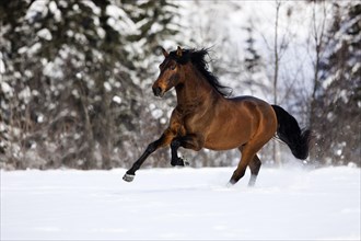 PRE brown horse galloping through the snow in winter
