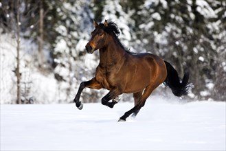 PRE brown horse galloping through the snow in winter