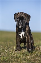 Boxer puppy