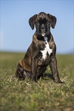 Boxer puppy