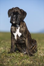Boxer puppy