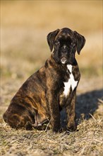 Boxer puppy