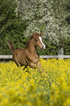 Purebred Arabian foal galloping in a flower meadow