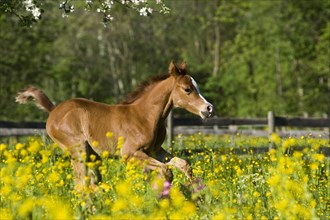 Purebred Arabian foal galloping in a flower meadow