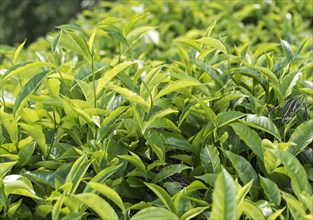 Fresh green tea leaves on bush at plantation