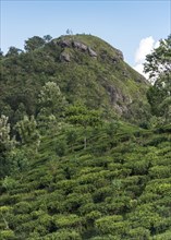 Little Adam's Peak and tea plantations