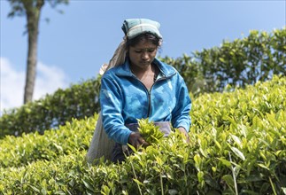 Tea Picker at Dambatenne tea plantation
