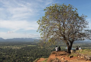 Tree on top of Sigiriya or Lion Rock