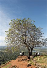 Tree on top of Sigiriya or Lion Rock