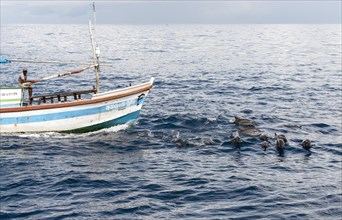Fishing boat and a pod of dolphins