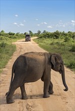 Four-wheel drive and Indian Elephant