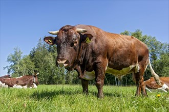 Brown and white spotted bull with nose ring in the pasture
