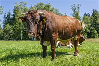 Brown and white spotted bull with nose ring in the pasture