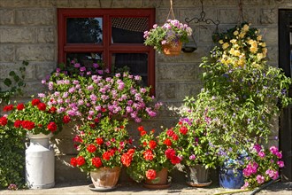 Geraniums