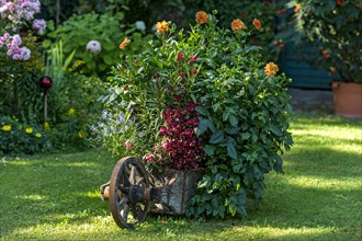 Old wheelbarrow planted with flowers in a cottage garden