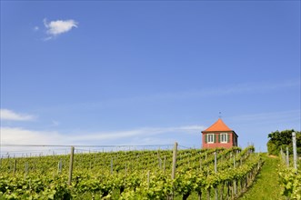 Vineyard cottage on Hochberg hill