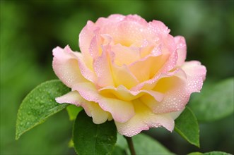 Hybrid tea rose Gloria-Dei with raindrops