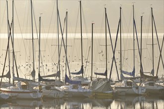 Sailboats at landing stage with early morning fog above lake Mohnesee