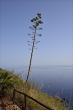 Flowering agave on coastal footpath