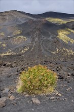 Black lava with vegetation at the crater La Montagnola