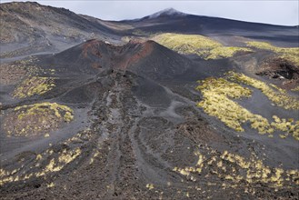Black lava with vegetation at the crater La Montagnola