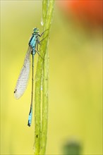 Common blue damselfly