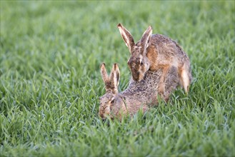 Two Hares