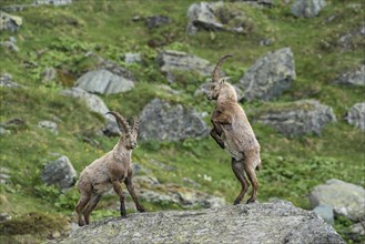 Young Alpine Ibexes