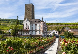Castle Boosenburg in the vineyards of the Mittelrhein oder Middle Rhine region