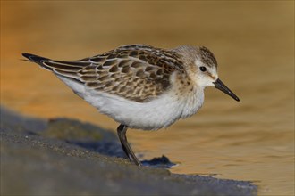 Little Stint