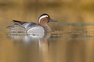 Garganey