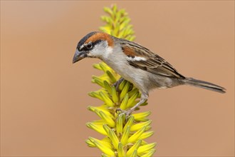 Iago Sparrow
