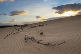 Dead branches on sand dunes