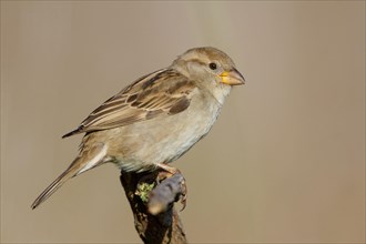 Italian Sparrow