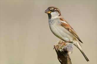 Italian Sparrow