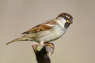 Italian Sparrow